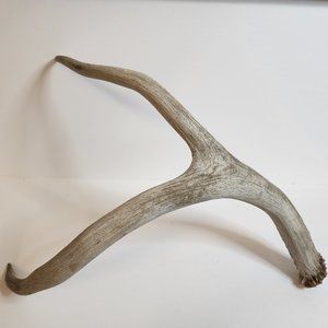 Branched Deer Antler - 2 Branch Y